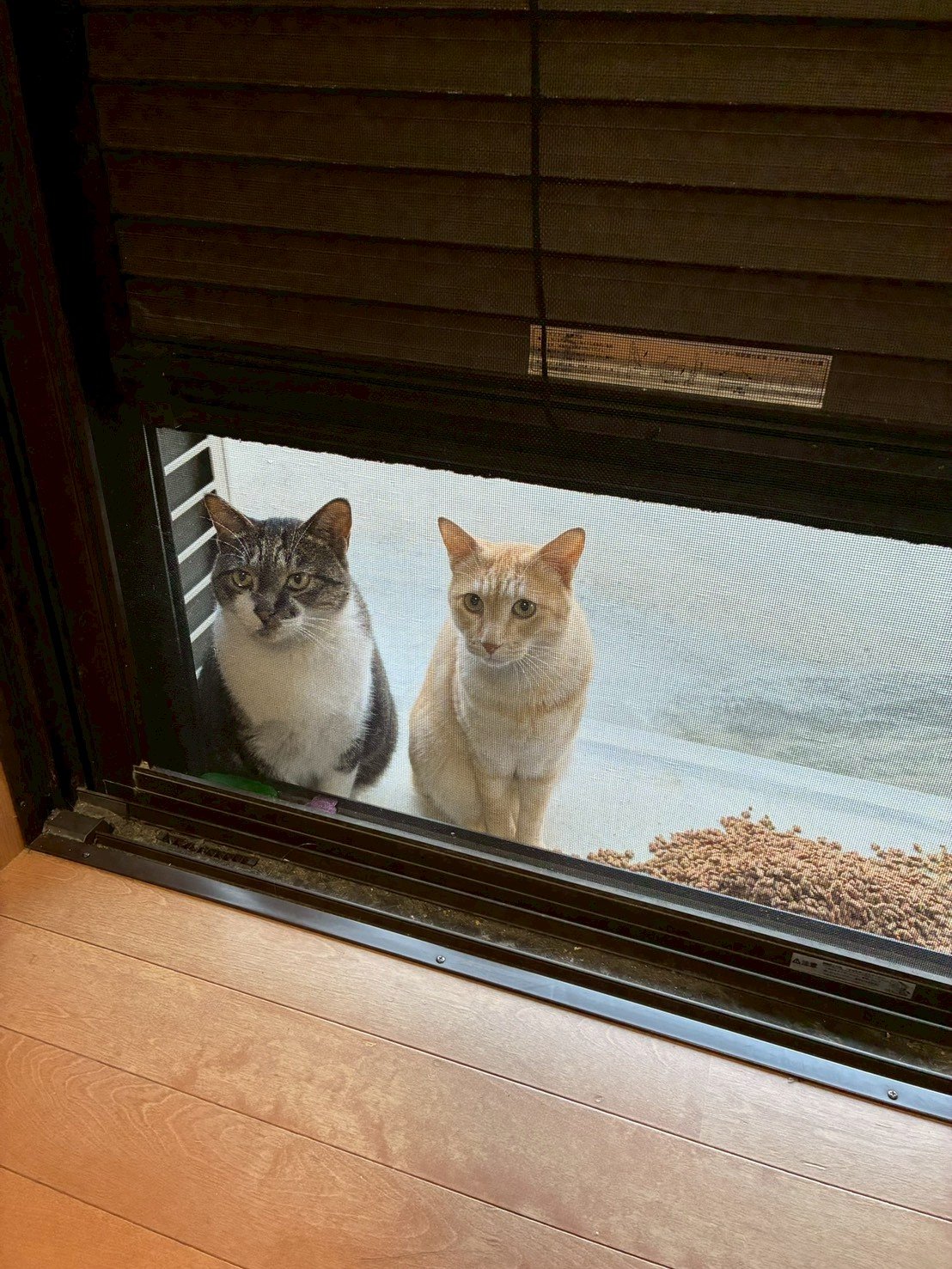 床で吐きそうにしている猫の様子