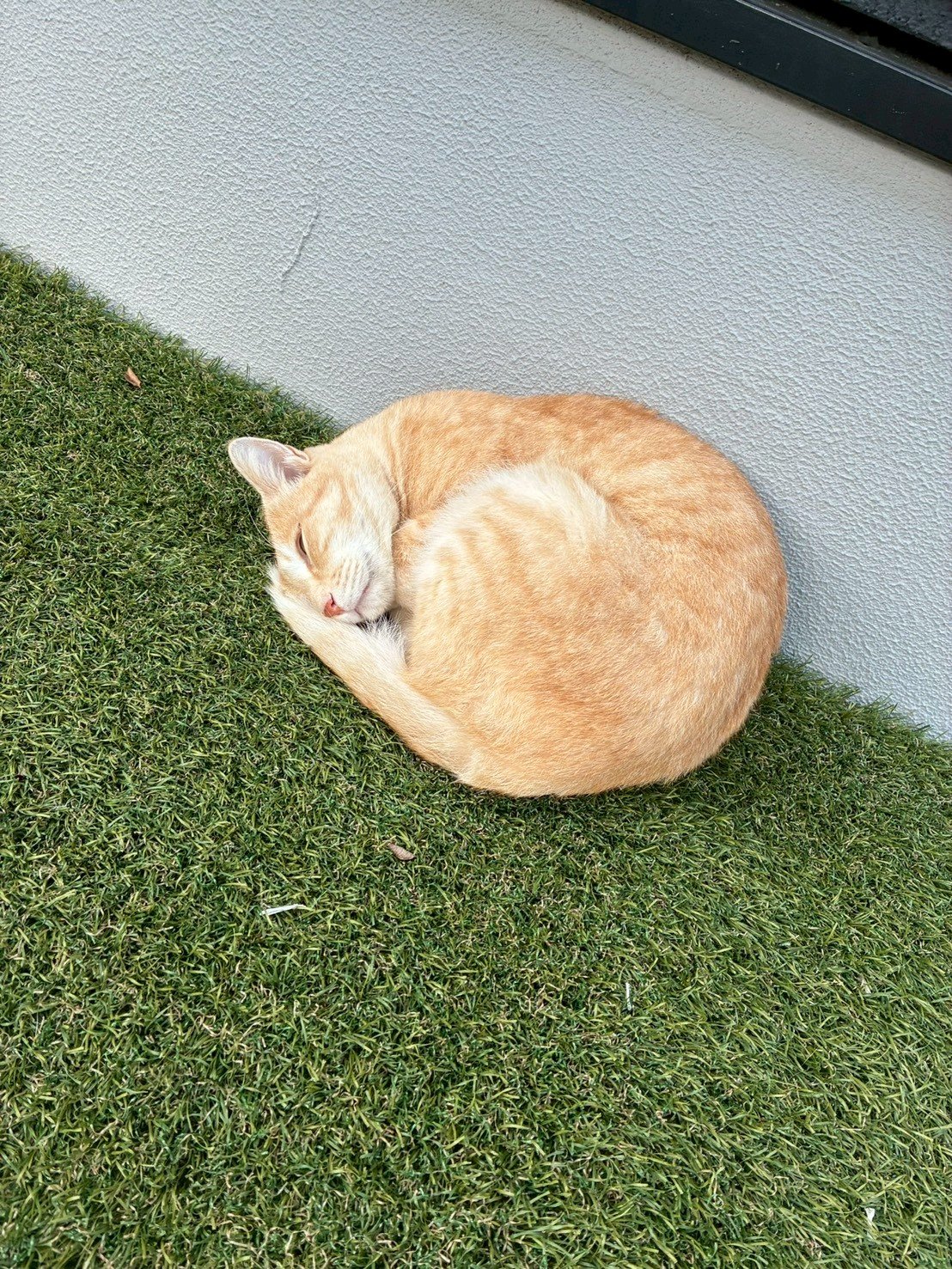水をよく飲む猫の様子