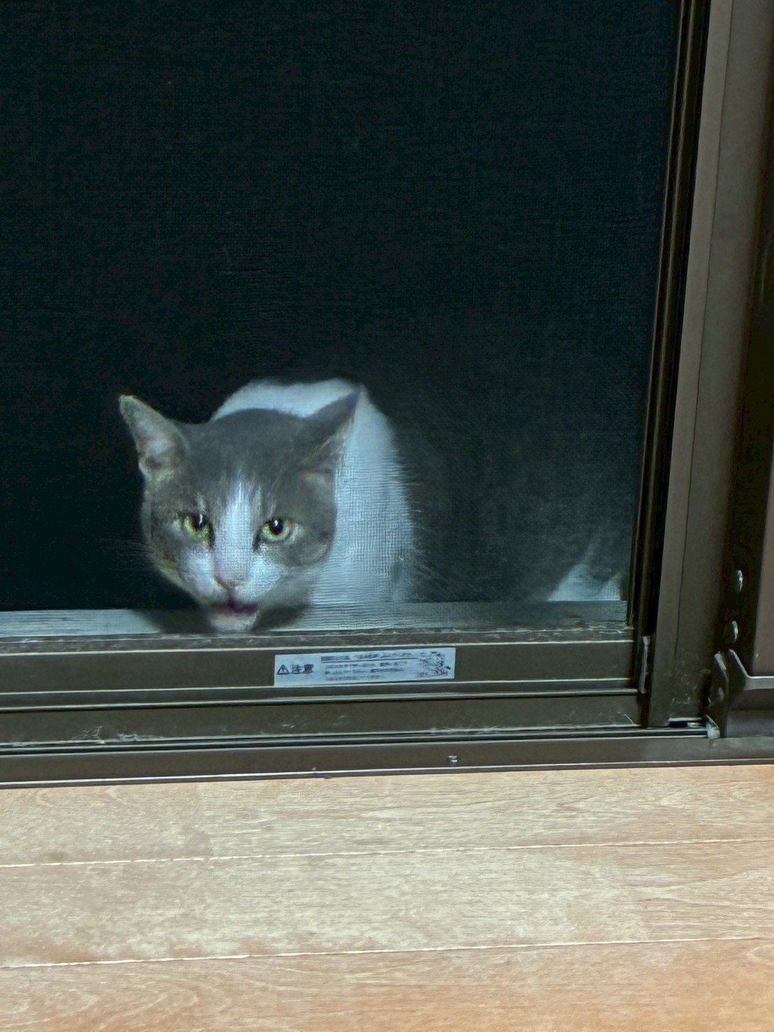 獣医師に診てもらう猫