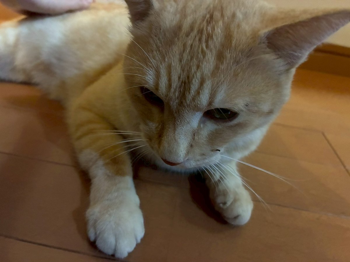 猫のおやつを器に盛った様子