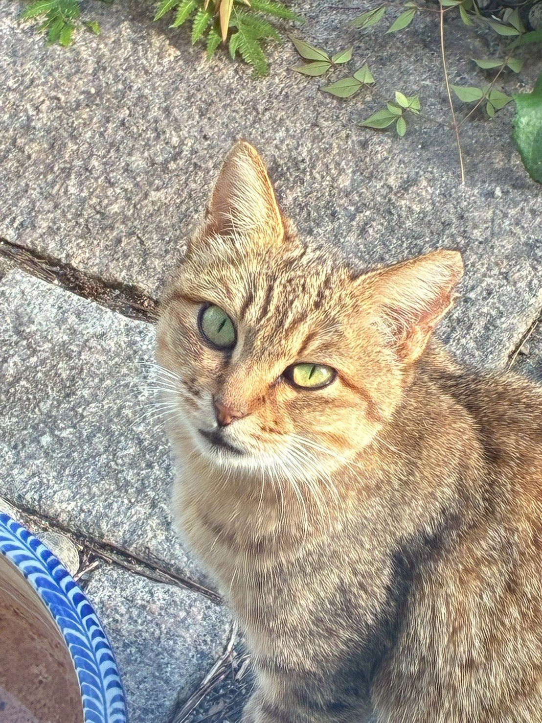 ストレスで隠れる猫の様子