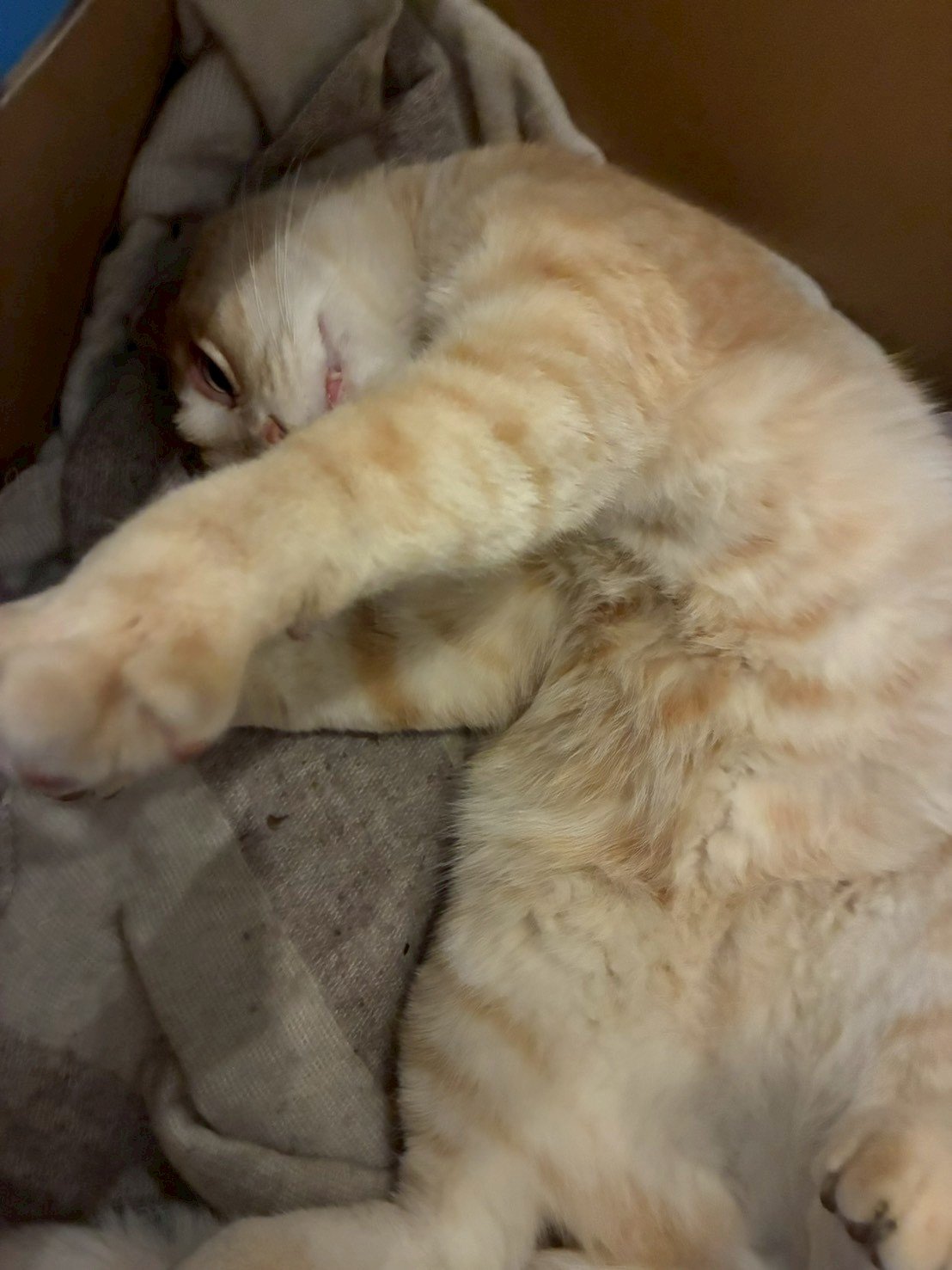 ベスト型猫用ハーネスのクローズアップ