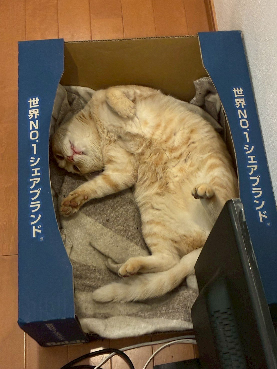 老猫がやわらかいベッドで穏やかに眠る様子