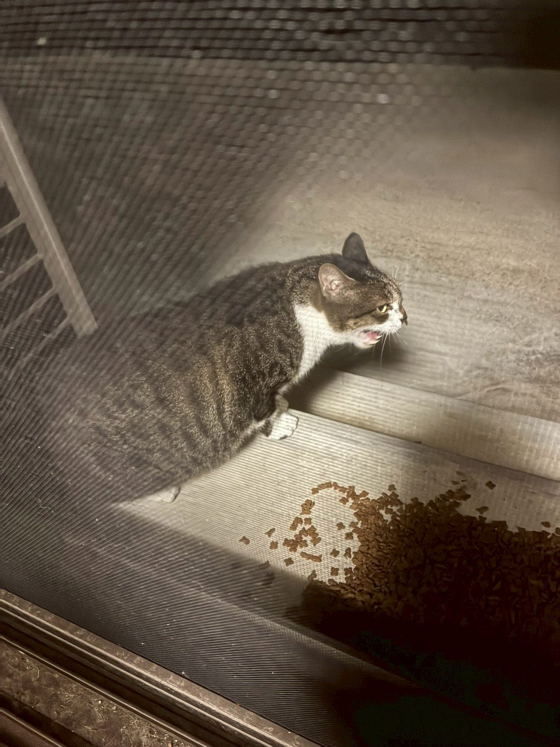 先住猫と新入り猫が初対面する様子