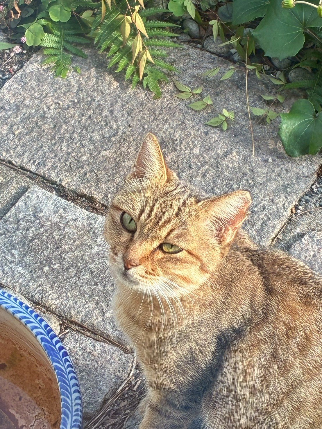 猫用サークルの中でくつろぐ猫