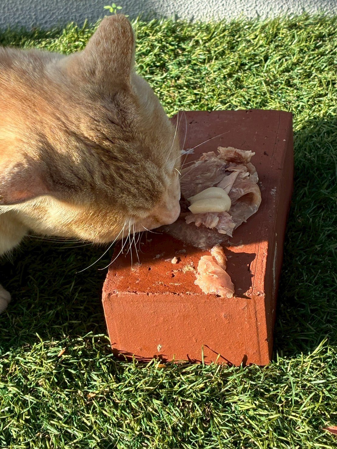 陶器の食器でご飯を食べる猫
