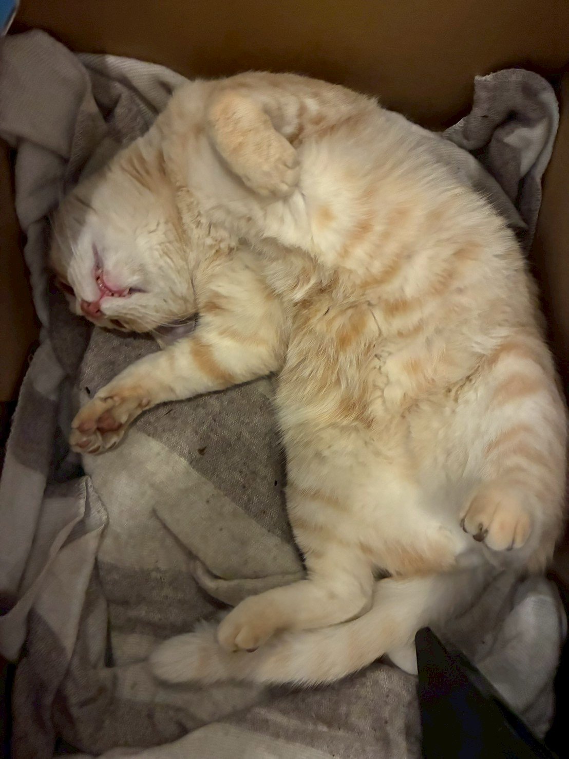 動物病院で診察を受ける猫