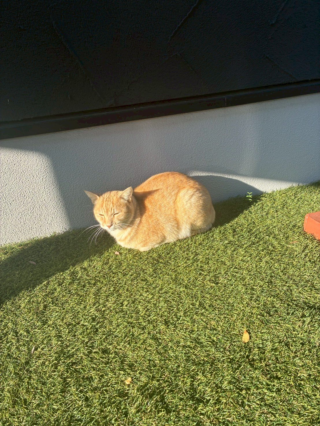 猫の夏の暑さ対策グッズおすすめ5選【エアコンなしでも】