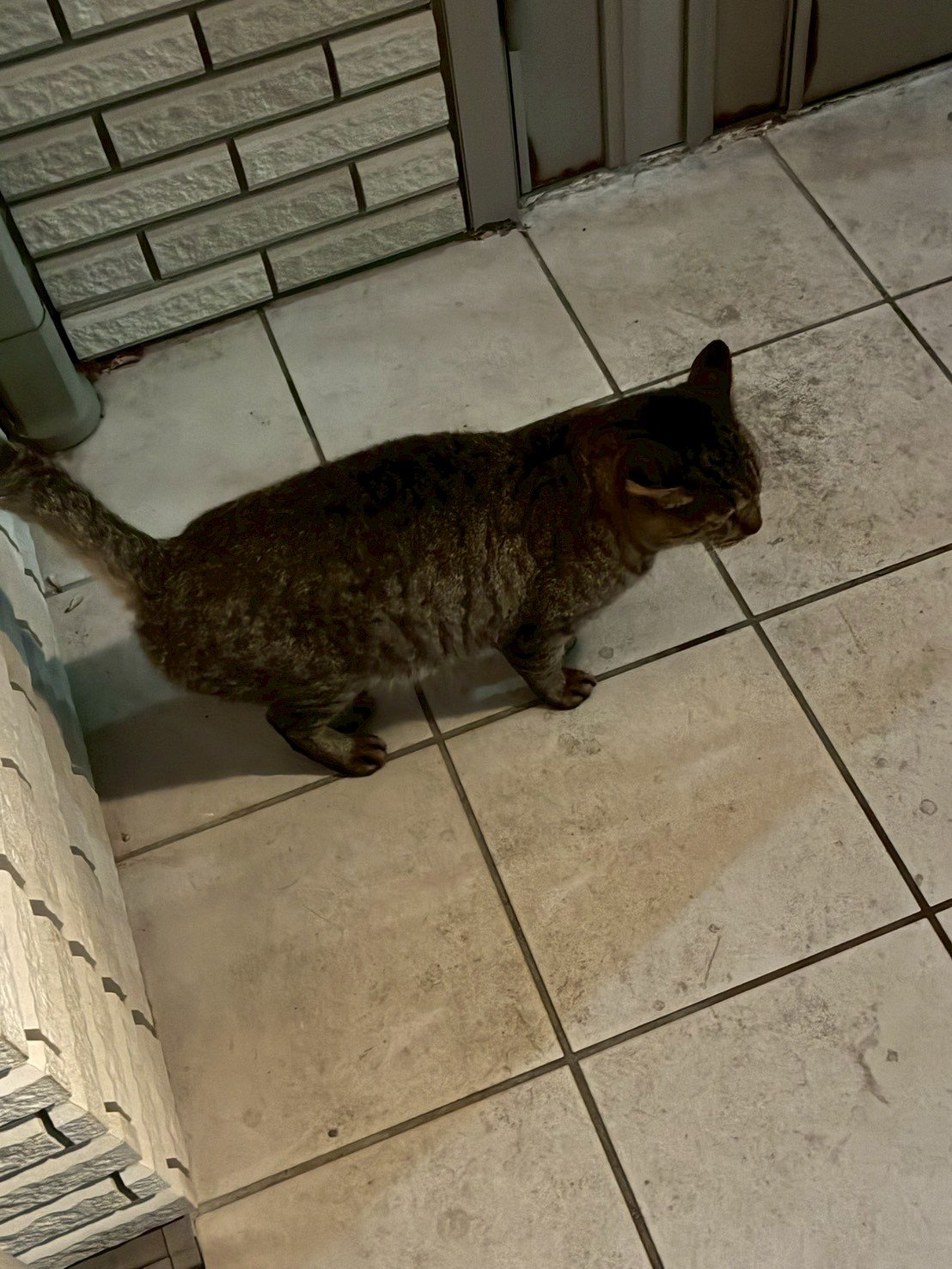 雑種猫と純血種の猫が並んでいる様子