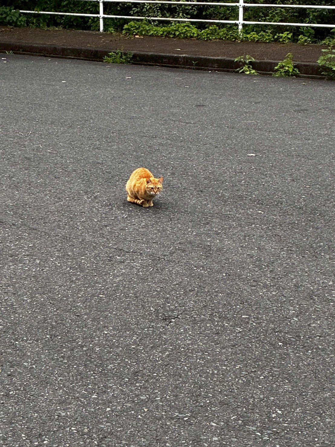 猫の首輪に取り付けたGPSトラッカー