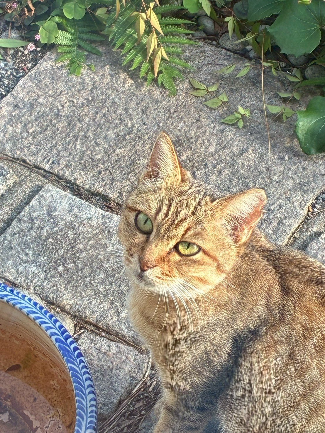 自動おもちゃで遊ぶ猫の様子