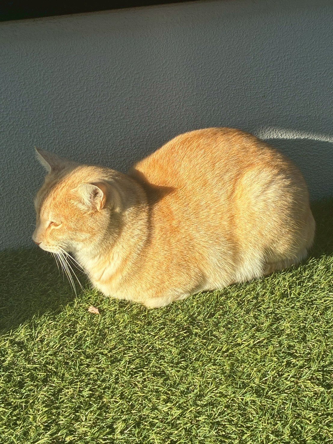 体重計の上に乗るオレンジ色の太った猫が室内で体重を測定している
