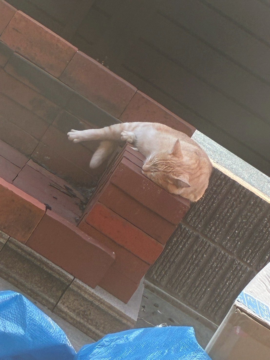システムトイレの前に座る猫
