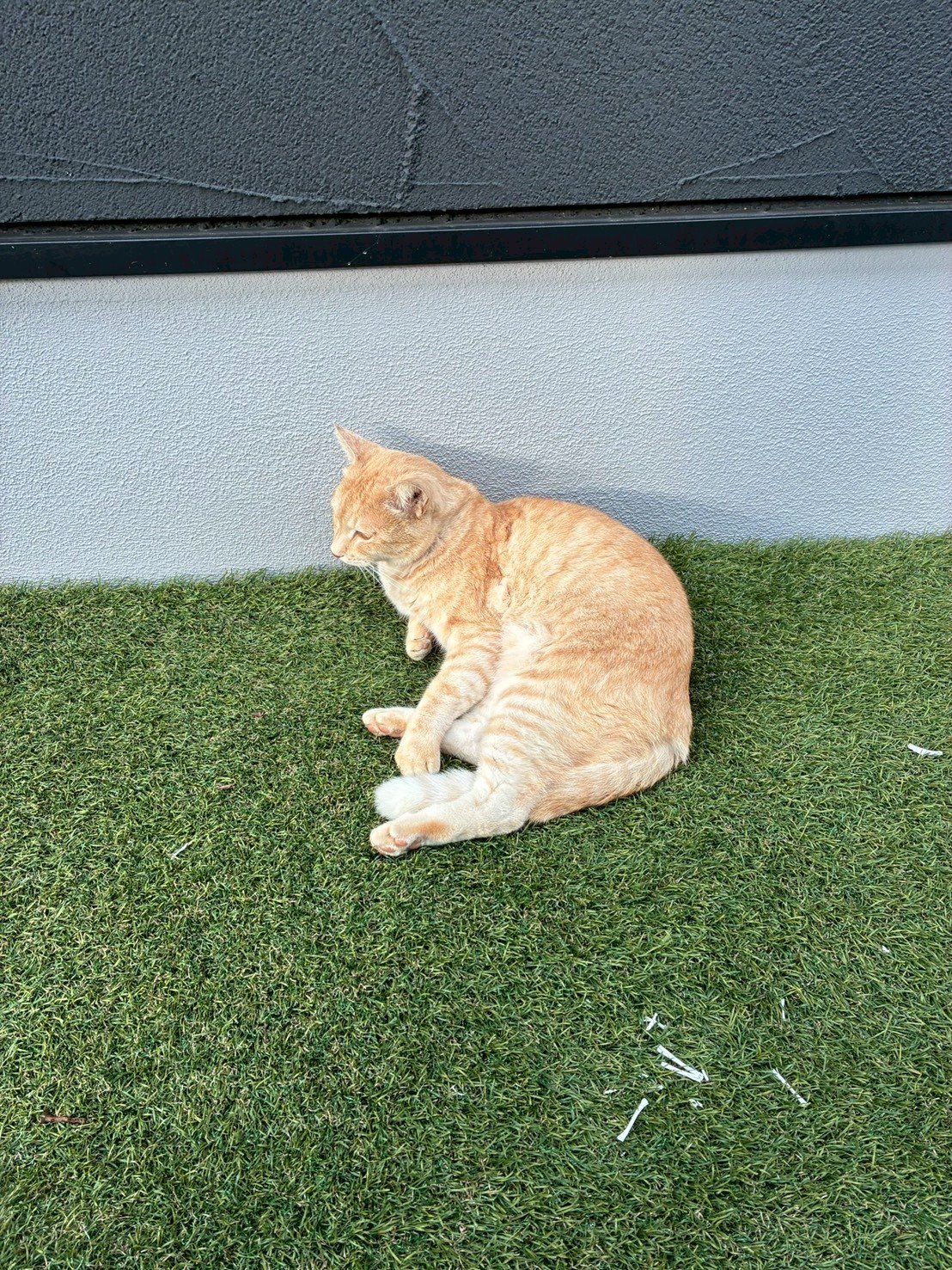 鉱物系・紙系・おから系の猫砂を並べた比較画像