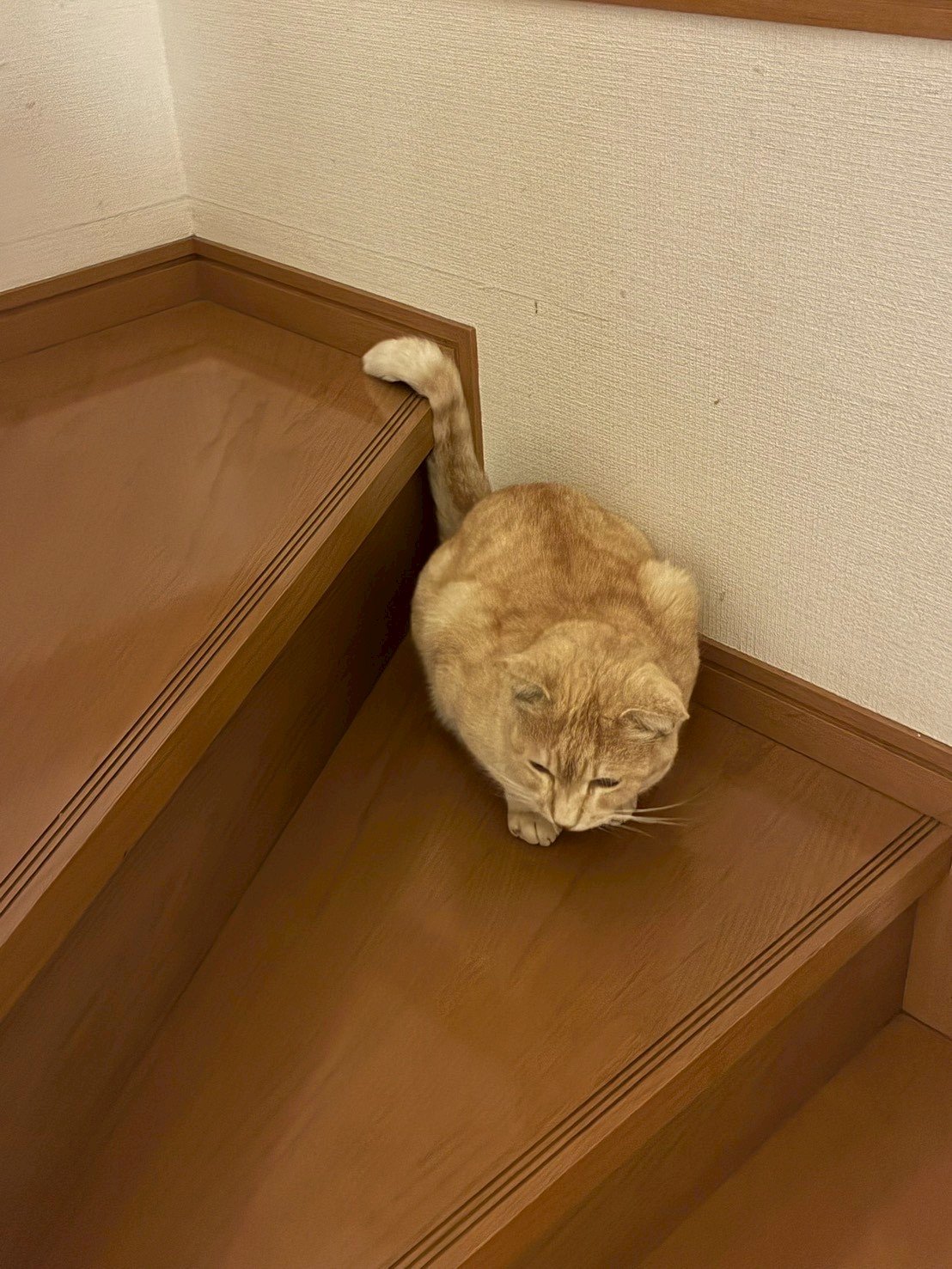 夏の室内でぐったりする猫の様子